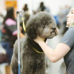 Services grooming gallery