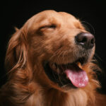 Services grooming gallery 2 1024x1024