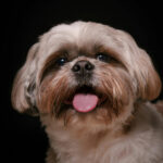 Services grooming gallery 3 1024x1024