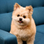 Services grooming gallery 5 1024x1024