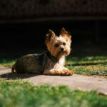 Services grooming gallery