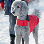 Services grooming gallery