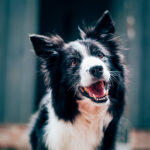 Services grooming gallery 8 1024x1024