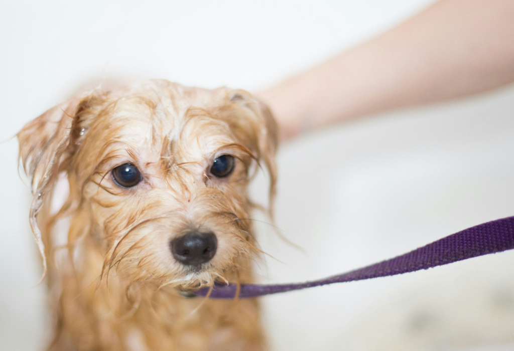 noblesse canine services bath 1024x750