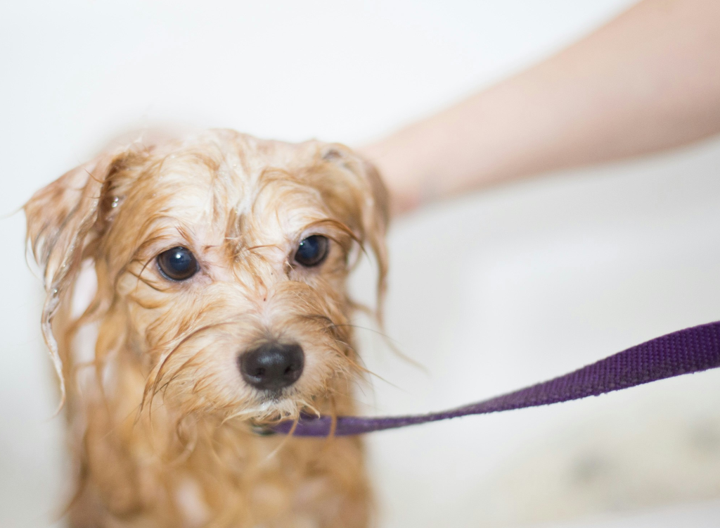 noblesse canine services bath 1024x750