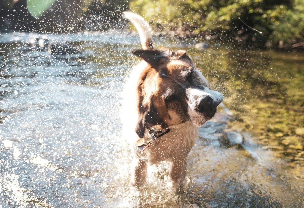 dog in water 1024x1024