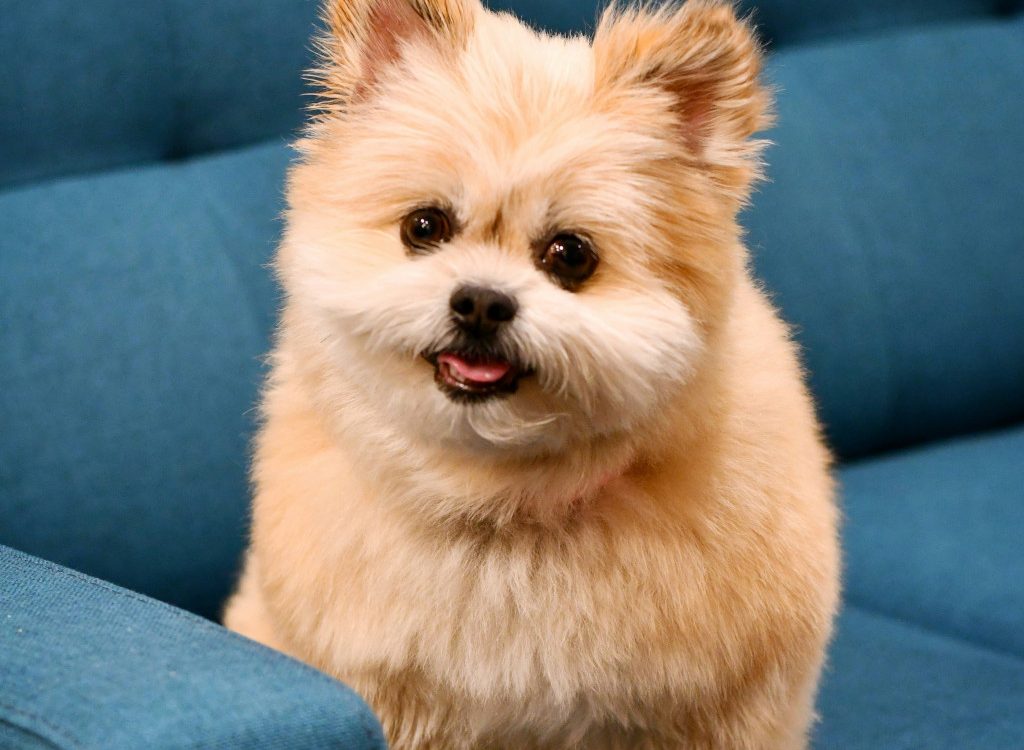 grooming gallery 5 1024x1024