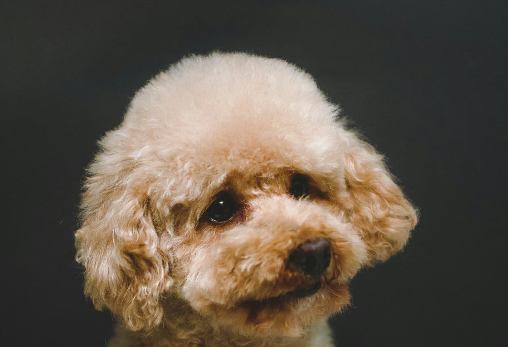 breed specific styling