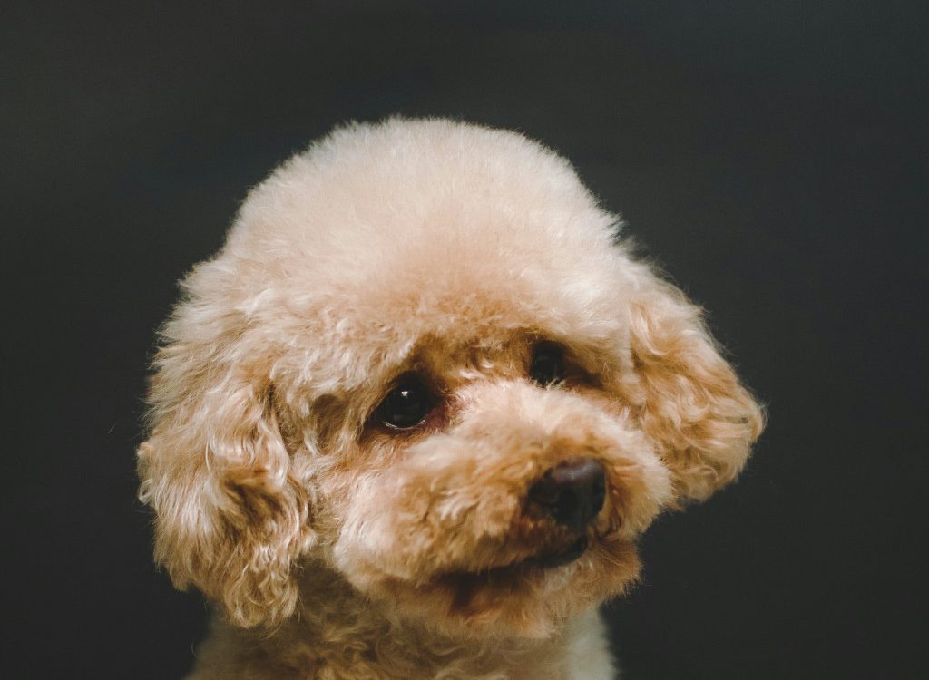 breed specific styling