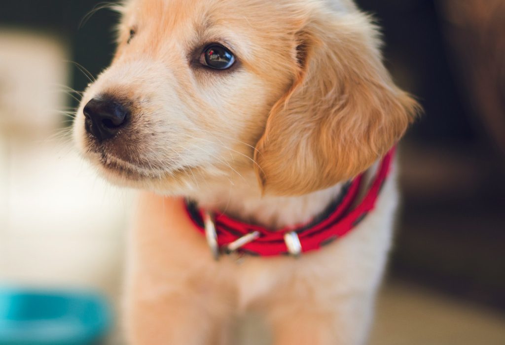 service puppys first groom